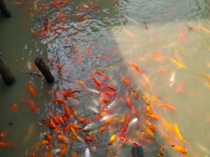 Gazipur Safari Park