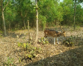 Gazipur Safari Park