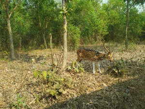 Gazipur Safari Park