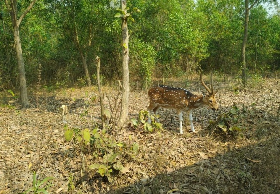 Gazipur Safari Park