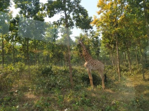 Gazipur Safari Park